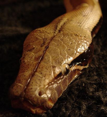 Logan, male red blood python