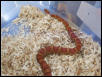 Young Female Okeetee