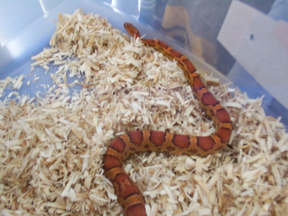Young Female Okeetee