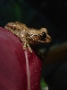 Peacock frog
