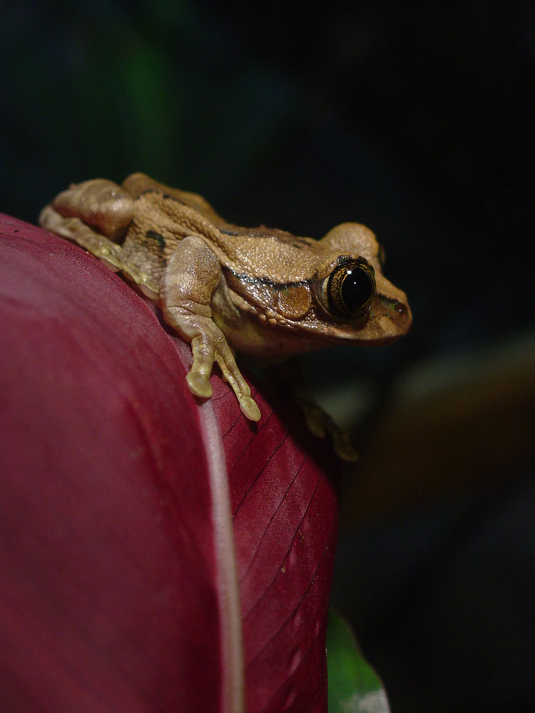 Peacock frog