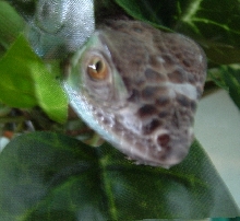 head shot