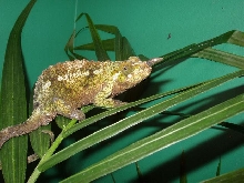 Female C.t. werneri