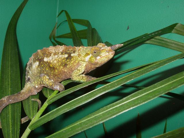 Female C.t. werneri