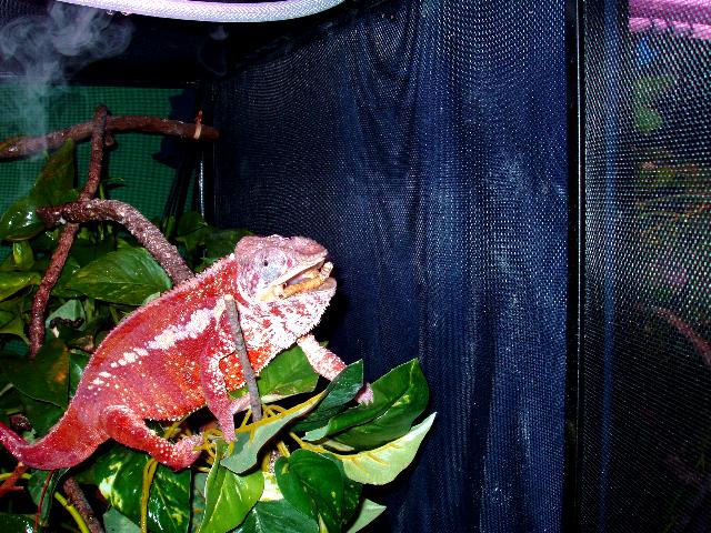 Rocky's expression while eating