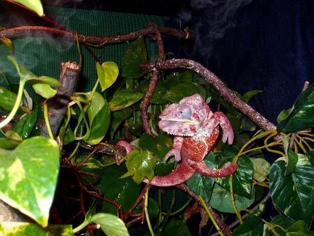 Rocky in action