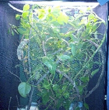 Cham cage setup