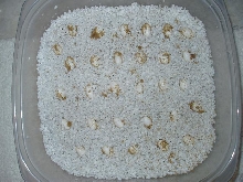F. pardalis (Tamatave) eggs laid 05/16/05
