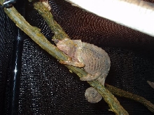 0.1 C.t. werneri