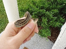 Garter Snake