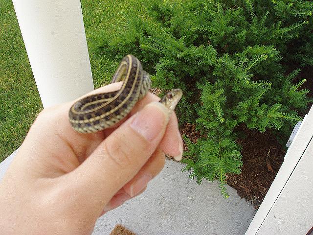 Garter Snake