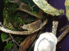Ima - C.t. werneri female