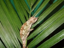 Male C.t. werneri