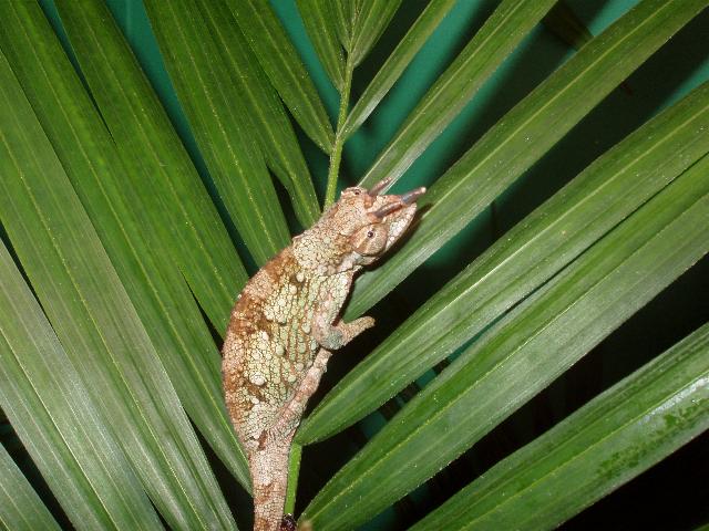 Male C.t. werneri