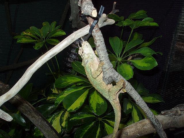 Ivan showing some lime green