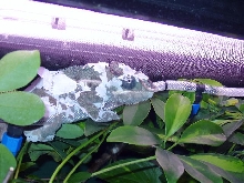 Lance shedding