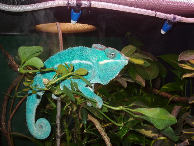 1.0 Nosey Be