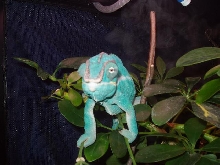 Nosey Be closeup