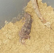 Leona Gravid