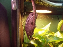 Tamatave Female gravid