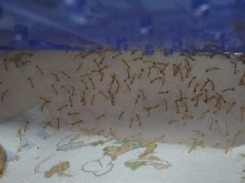 Preying mantis feeders