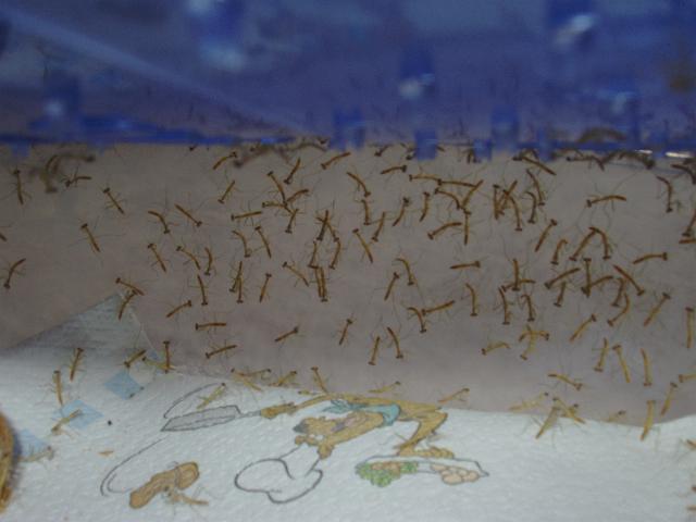 Preying mantis feeders