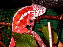 1.0 Tamatave