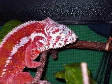 Closeup of Rocky