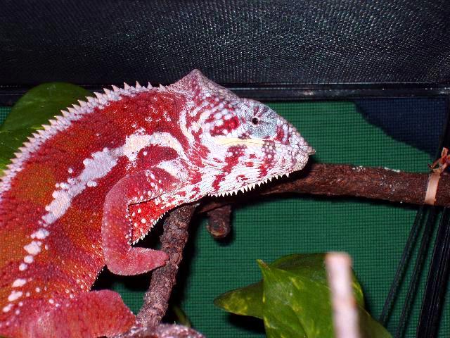 Closeup of Rocky