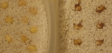 Comparison of Egg Growth