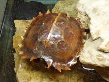 Heosemys spinosa