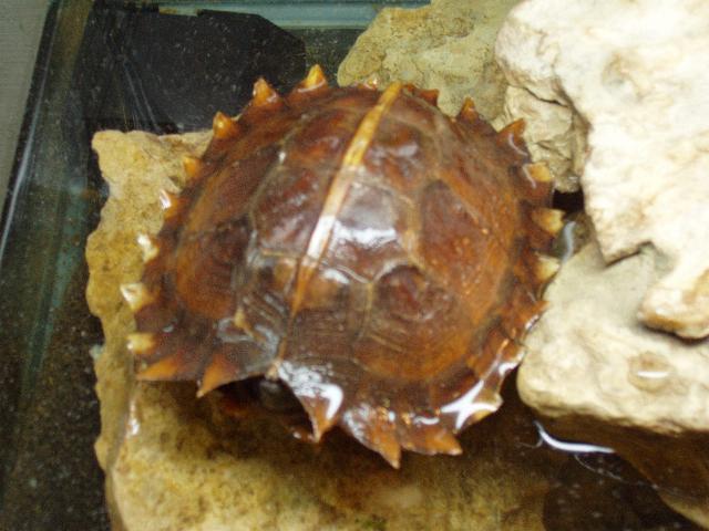 Heosemys spinosa