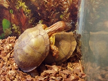 T. carolina pair