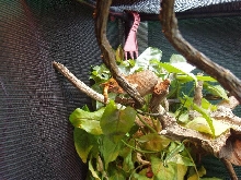 0.1 C.t. werneri eating