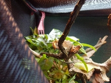 Werneri female eating