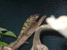 1.0 C.t. werneri