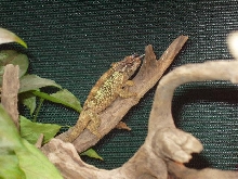 Male C.t. werneri