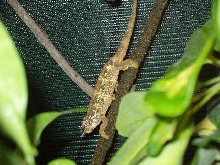 1.0 C.t. werneri