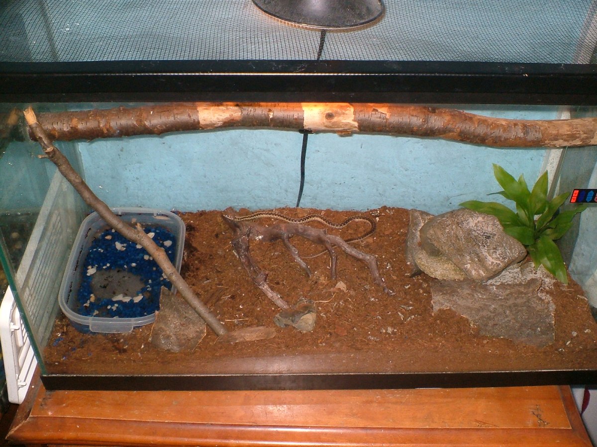 My Ribbon SnakeTank
