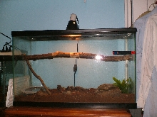 My Ribbon Snake Tank