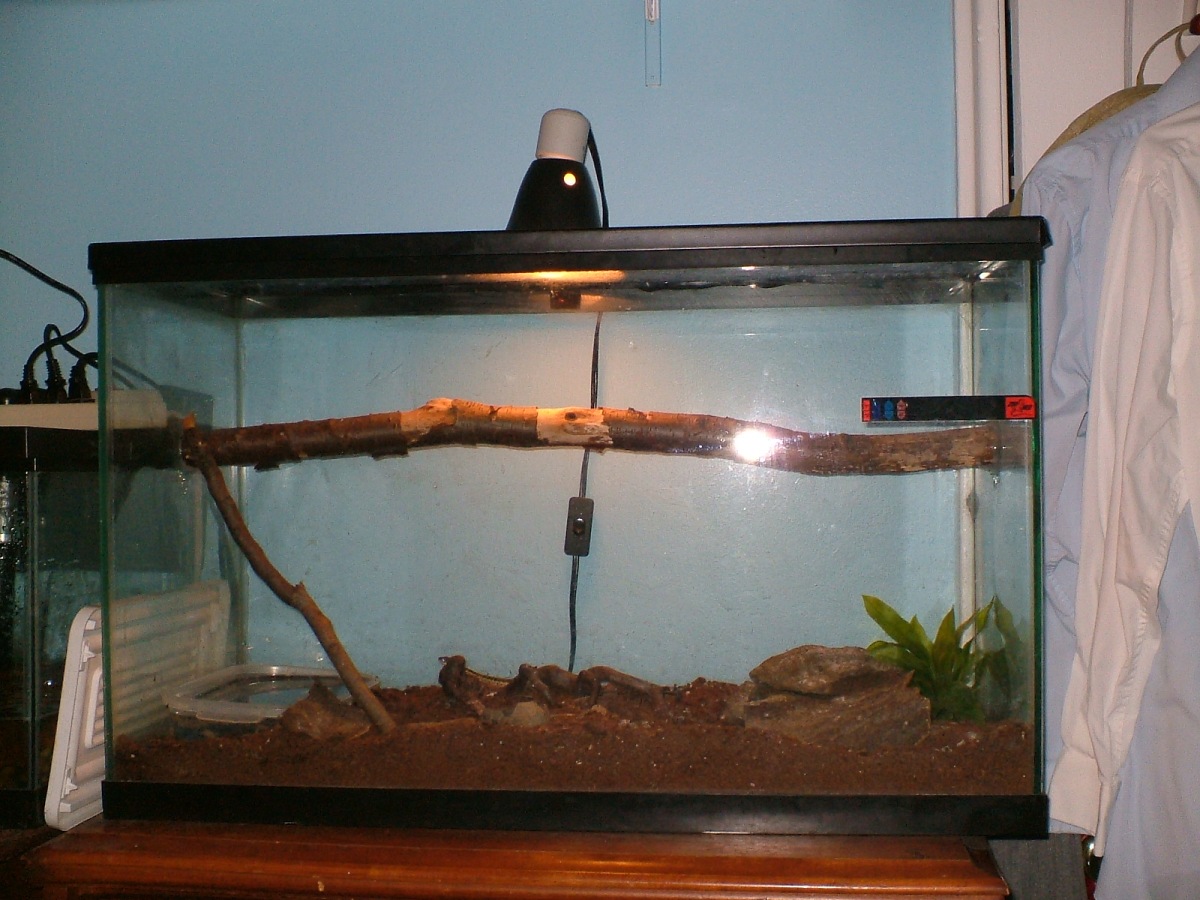 My Ribbon Snake Tank