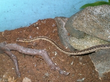 My Snake