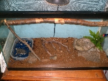 My Garter Snake Set up