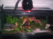 My Scorpions Home
