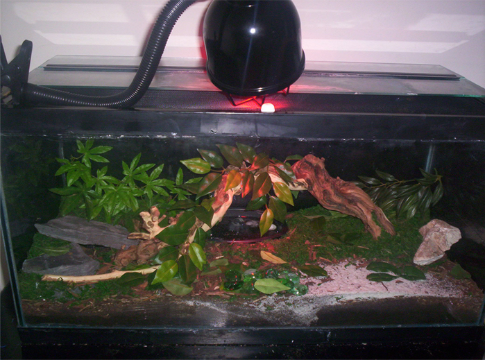 My Scorpions Home