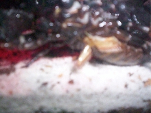 ScorpionUndersideMale