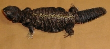 male uro
