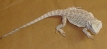 female
