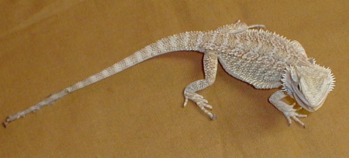 female