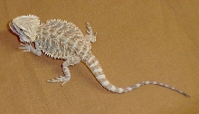 female
